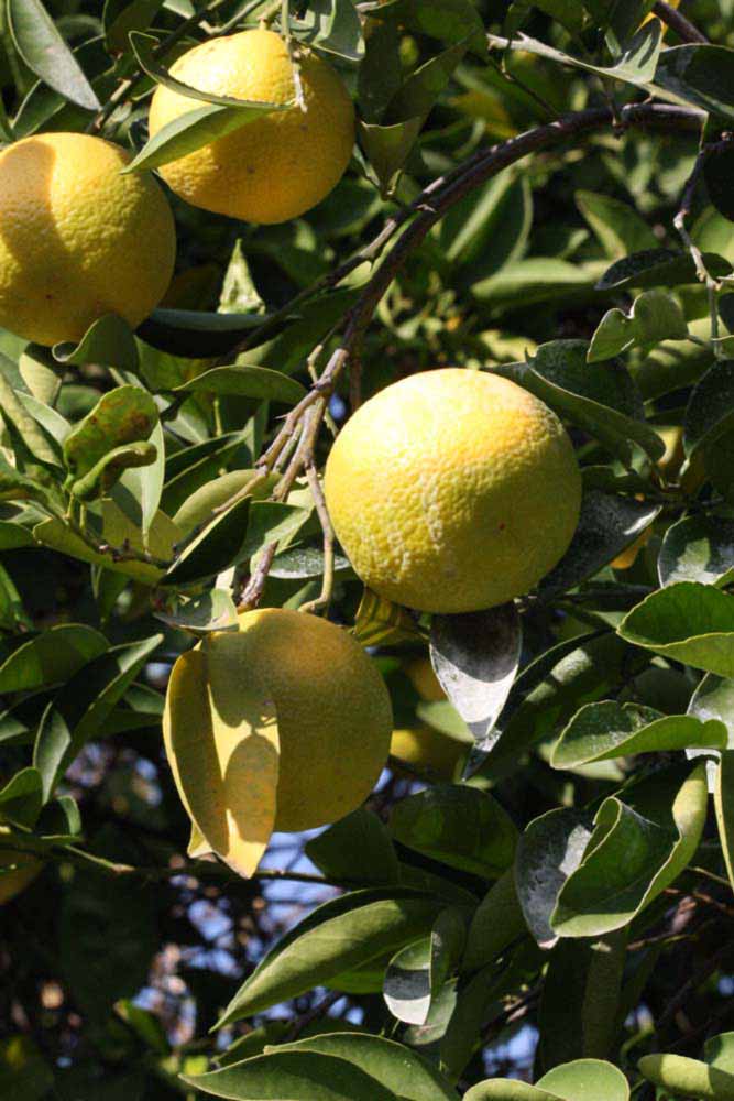            Fruit (Riverside, CA)   